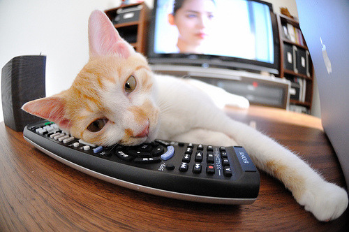 外教指导内容缺乏实地操作评估，外教指导内容缺乏实地操作评估的原因