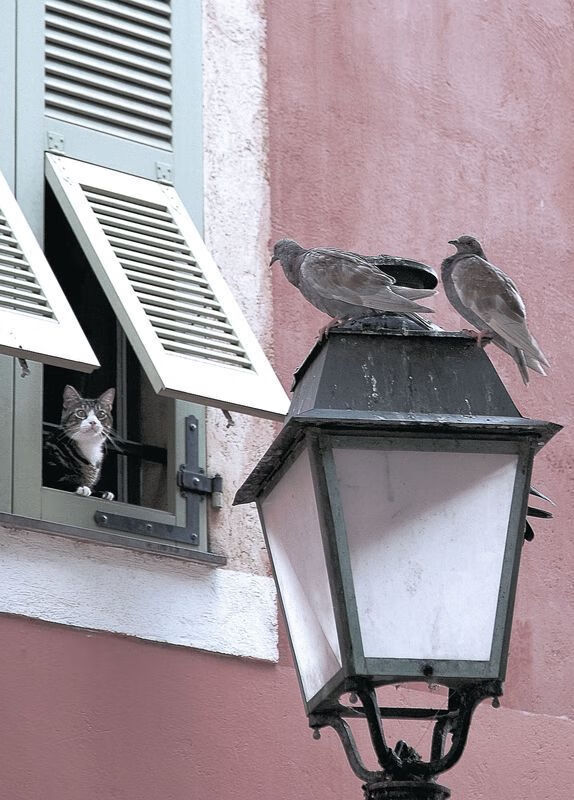 城市马拉松志愿者管理系统上线，马拉松志愿者报名官网